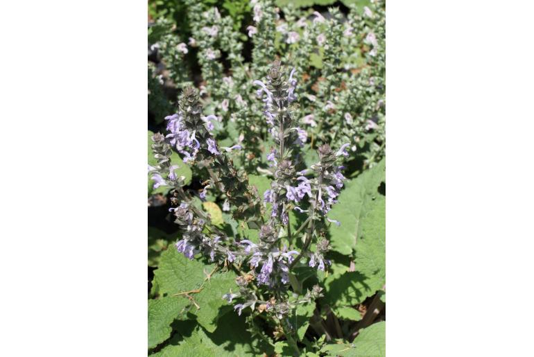 Salvia moorcroftiana -18088