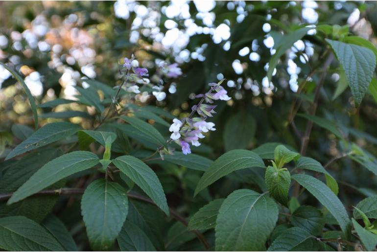 Salvia 'Phyllis Fancy' -18093