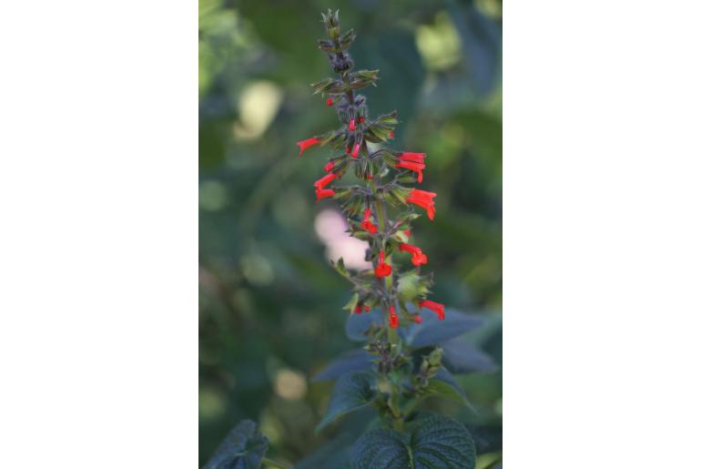 Salvia rubescens ssp colombiana -18096