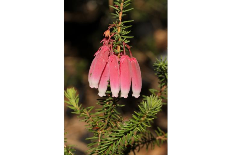 Erica bauera ssp gouriquae -18136