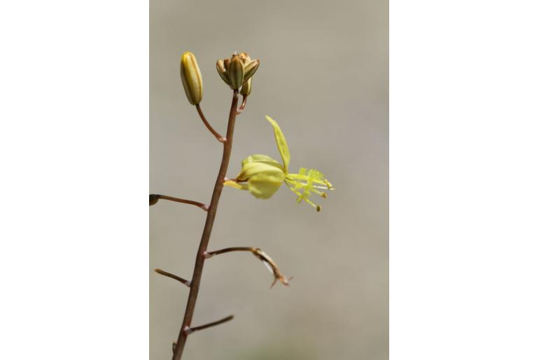 Bulbine haworthioides -18213