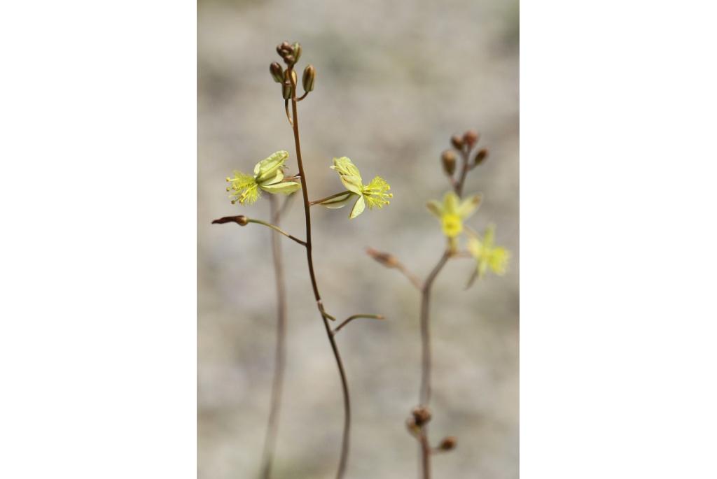 Ina Marx' bulbine