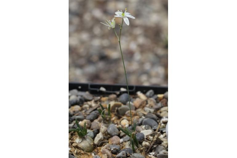 Ornithogalum lithopsoides -18229