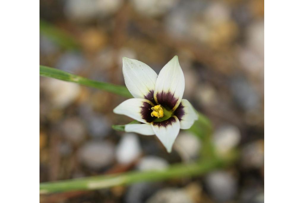 Barker's romulea