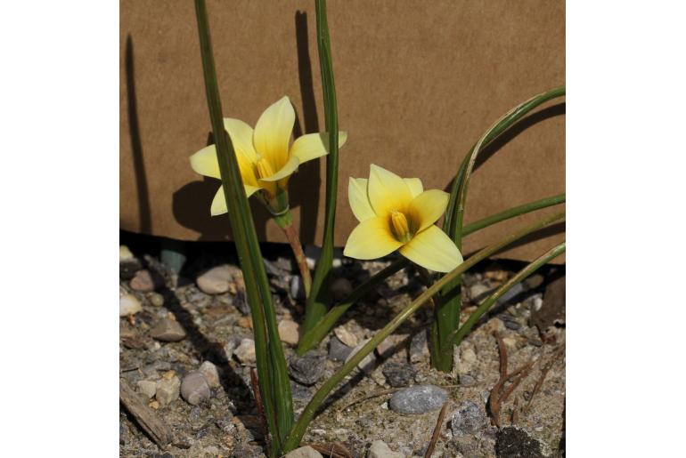 Romulea saldanhensis -18233