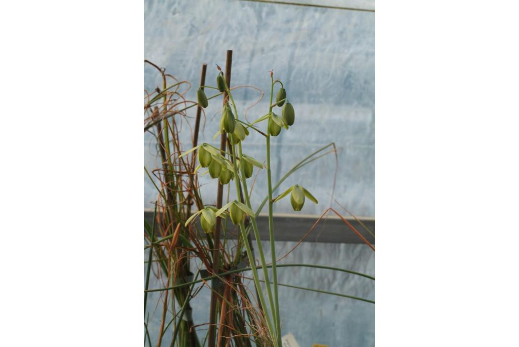 Baker's albuca