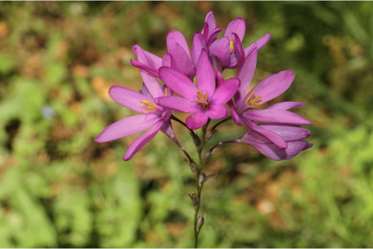 Ixia purpureorosea -18418