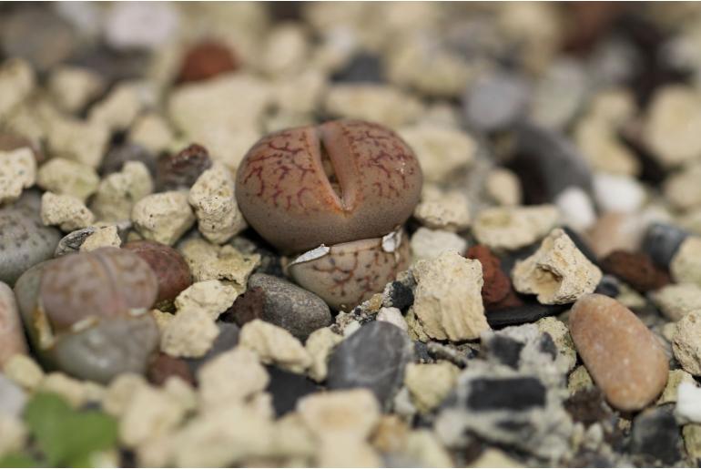 Lithops gesineae -18421