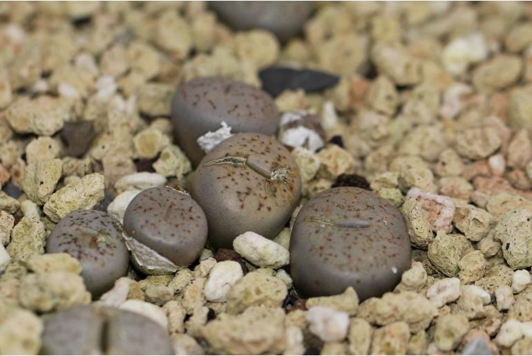 Lithops gracilidelineata -18423