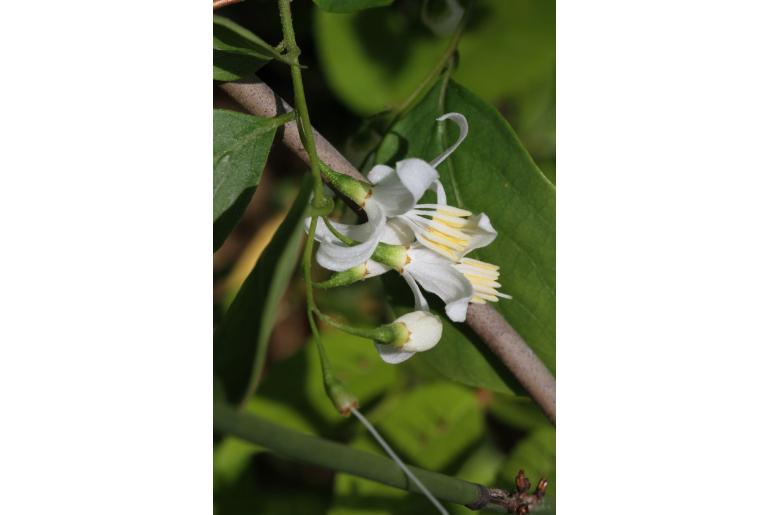 Styrax fortunei -18517