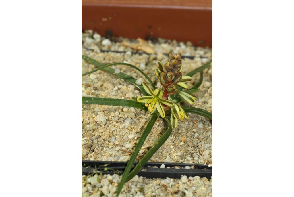 Zoals Asphodelus albuca