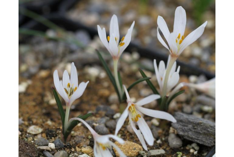 Colchicum serpentinum -18566