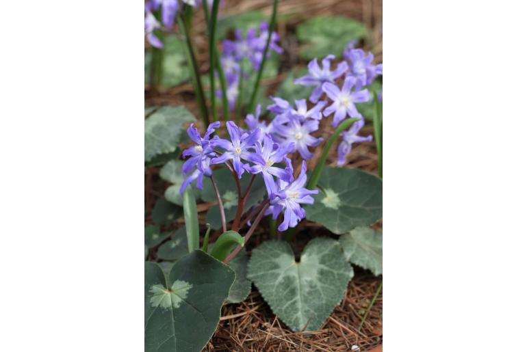 Scilla forbesii -18626