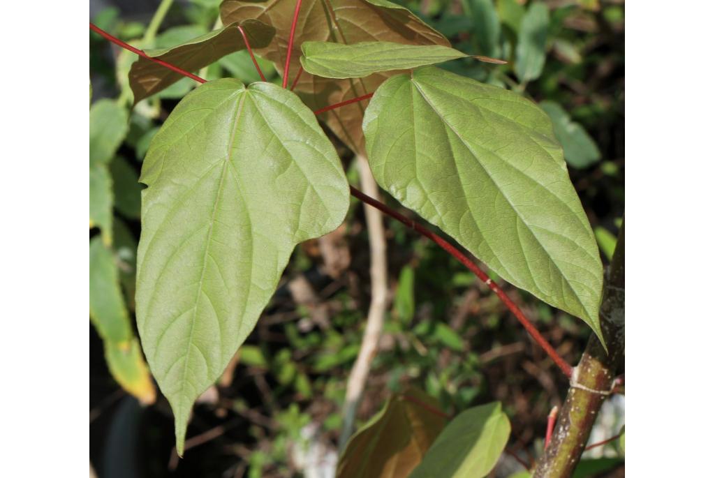 Catalpa-bladige esdoorn