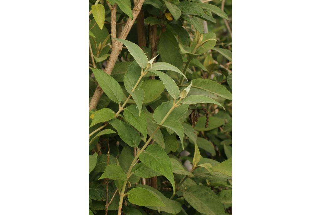 Gebogen bloem Buddleja