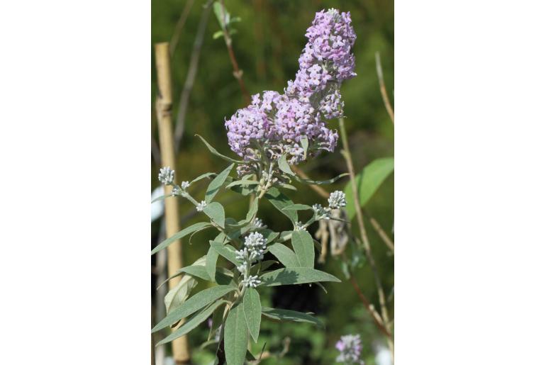 Buddleja officinalis -18748