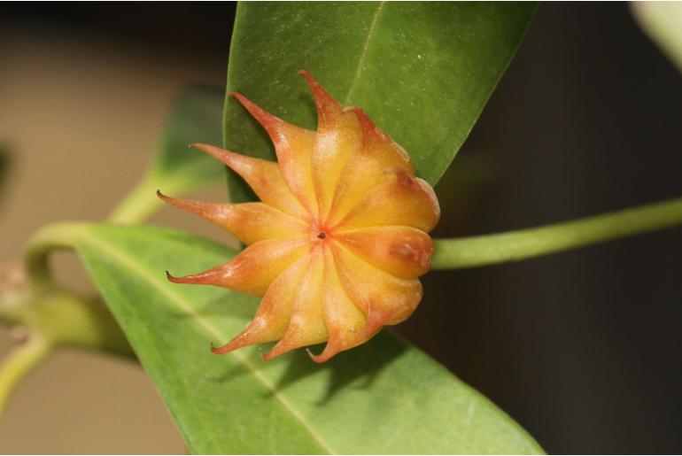 Illicium lanceolatum -18761