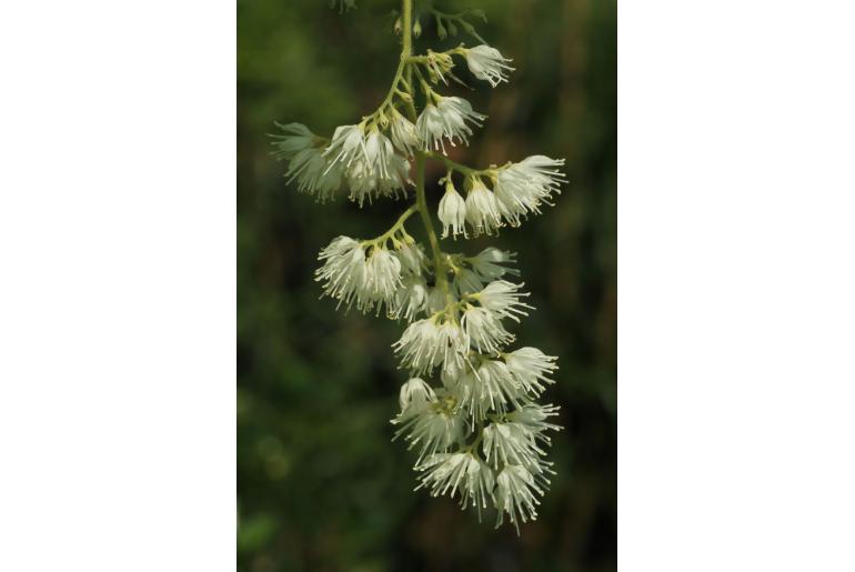 Pterostyrax hispidus -18780