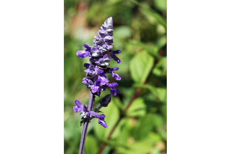 Salvia 'Indigo Spires' -18848