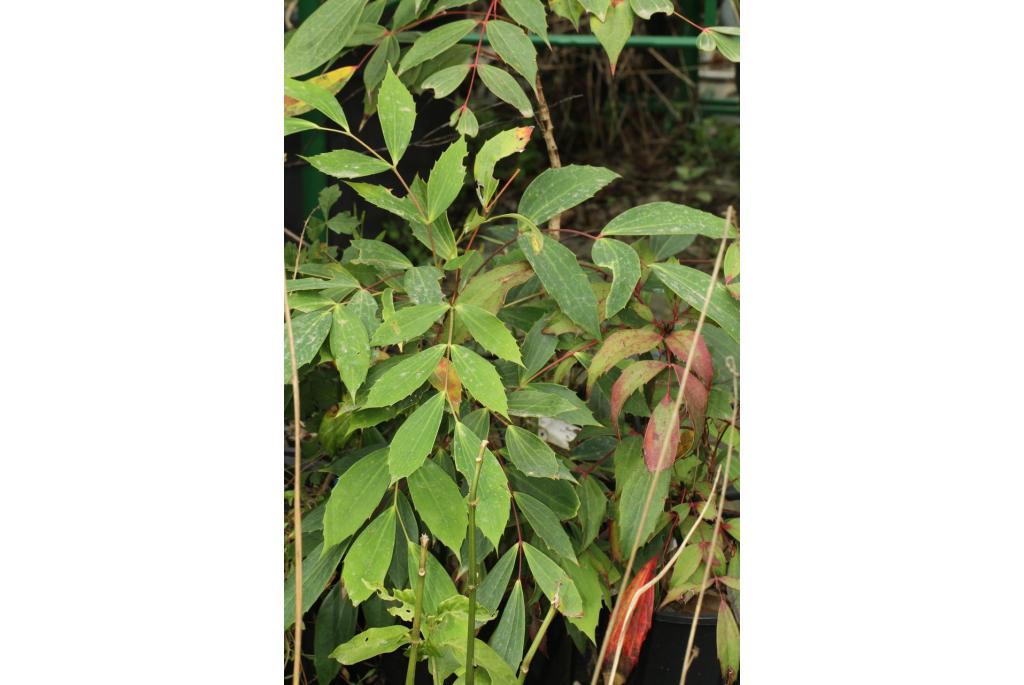 Breedbladige Mahonia