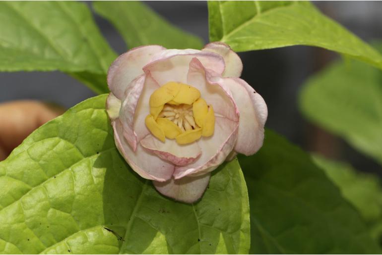 Calycanthus chinensis -19025