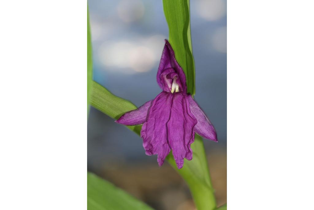 Forrest's roscoea