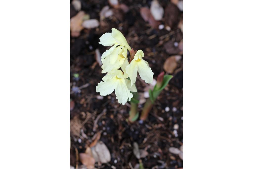 Cautleya-bloemige roscoea