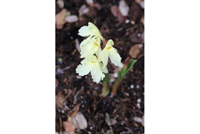 Roscoea cautleyoides -19057