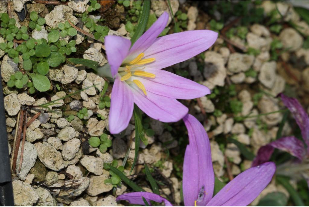 Colchicum met draadachtig blad