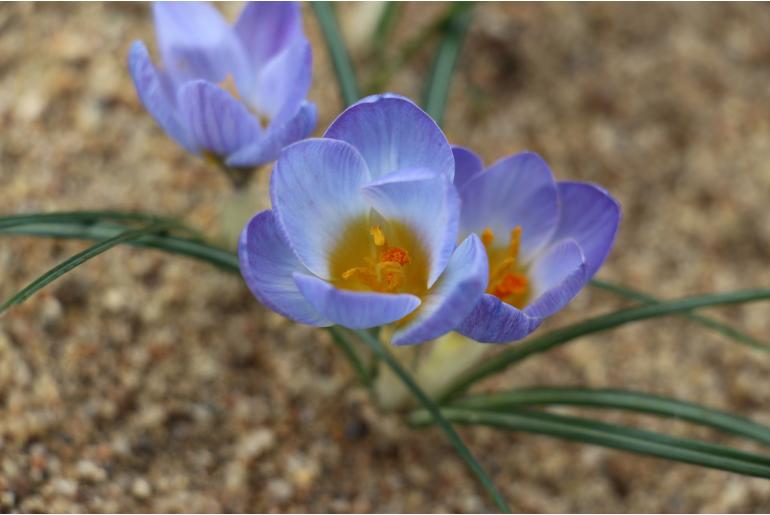 Crocus abantensis -19060