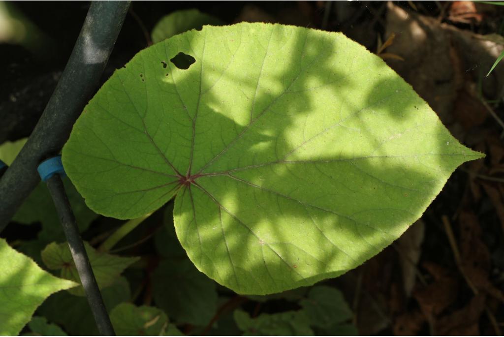 Winterharde begonia