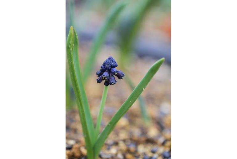 Bellevalia turkestanica -19106