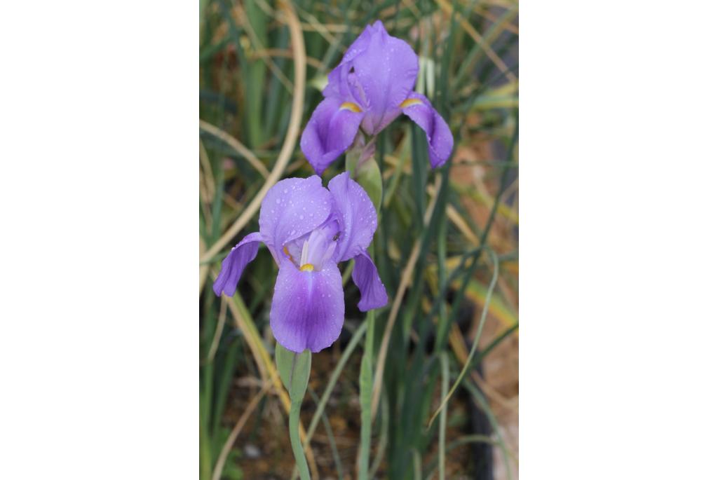 Hoog's iris