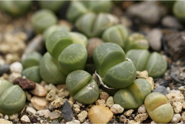 Lithops divergens -19207