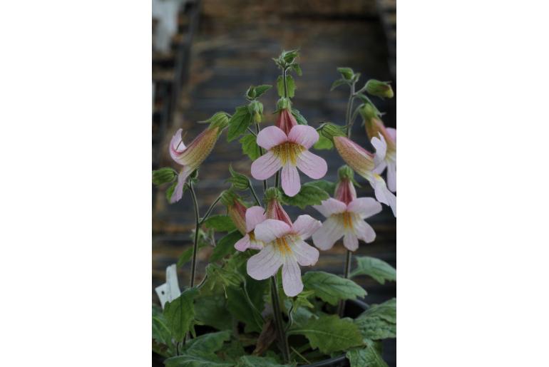 Rehmannia henryi -19388