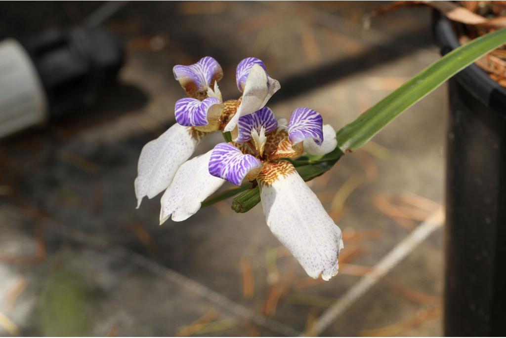 Wandelende iris