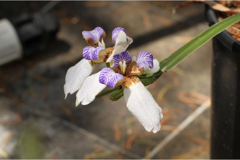 Trimezia northiana -19424