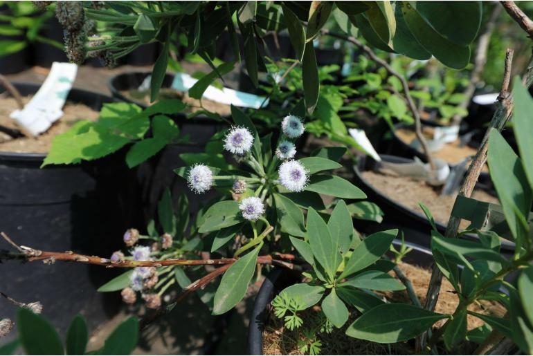 Globularia ascanii -19436