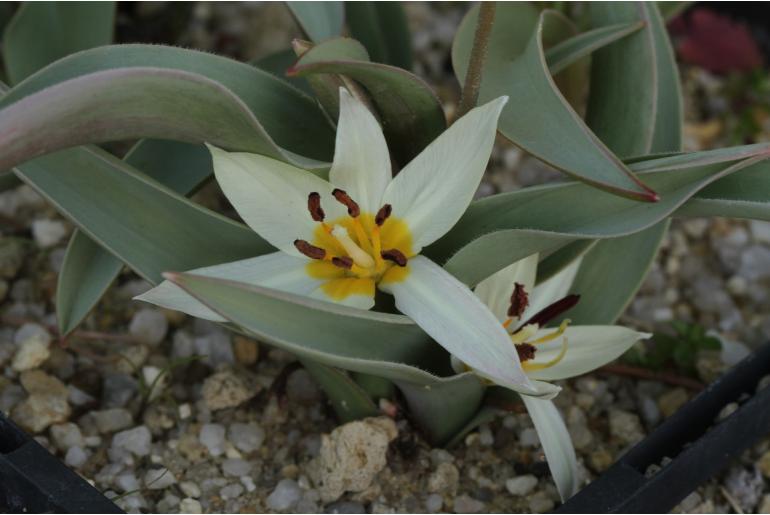 Tulipa turkestanica -19564