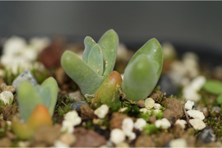 Gibbaeum gibbosum -19779