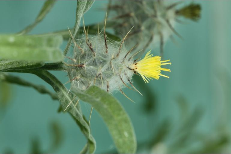 Centaurea eriophora -19838