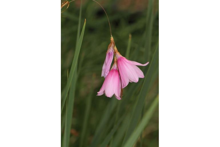 Dierama atrum -19871