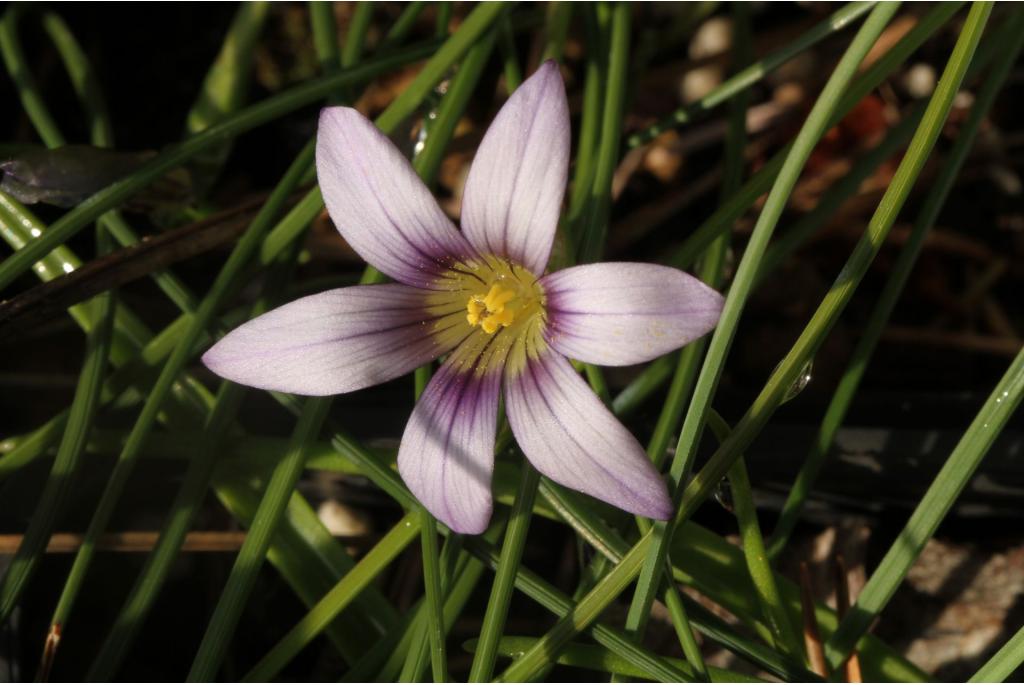 Maltese Zandkrokus