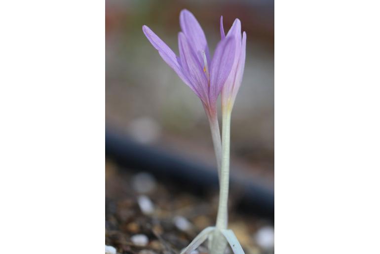 Colchicum longifolium -19981