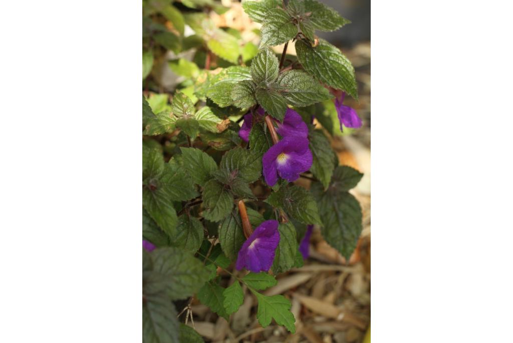 Achimenes 'Pulcherrima'