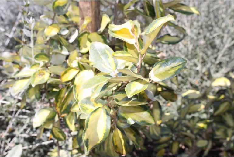 Elaeagnus pungens 'Maculata' -20053