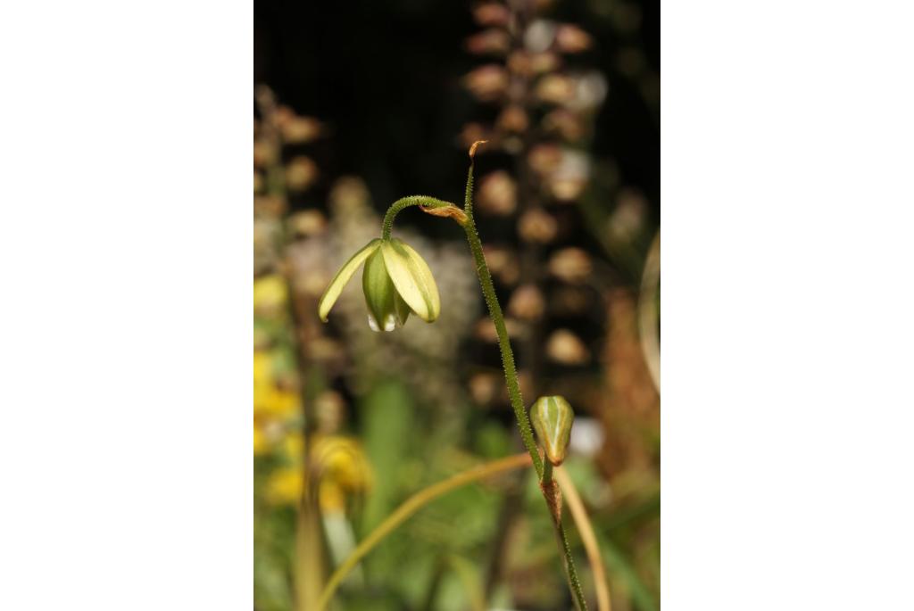 Stinkende albuca