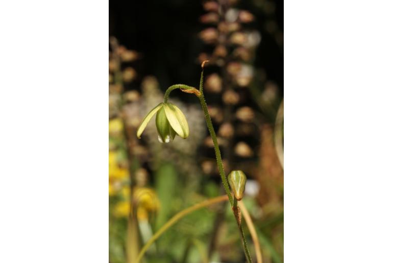 Albuca foetida -20056