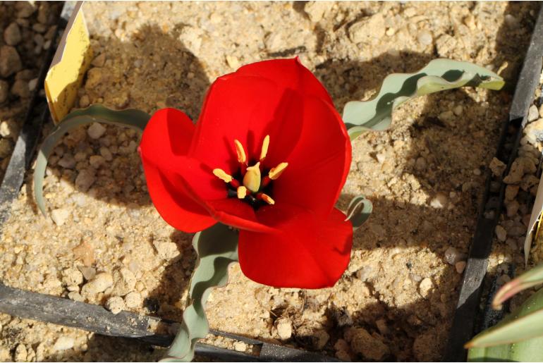 Tulipa montana -20095